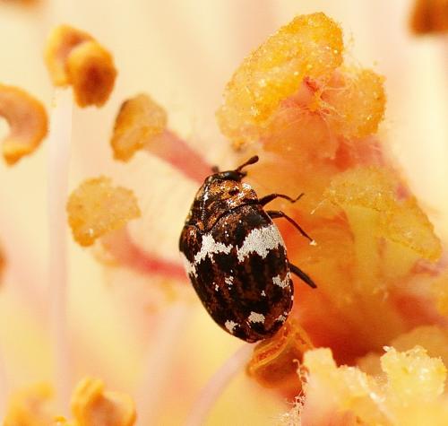 Anthrenus sp.